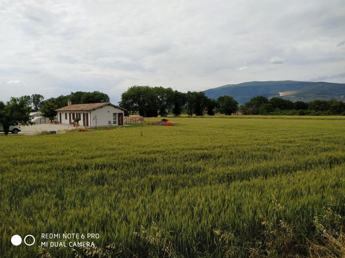 Agriturismo " Le Serre" Spello Eksteriør bilde